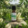 Huile Essentielle BIO d'Arbre à thé (Tea tree)