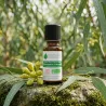 Huile Essentielle BIO d'Eucalyptus citronné