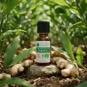 Huile Essentielle BIO de Gingembre