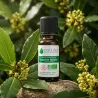 Huile Essentielle BIO de Laurier Noble