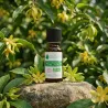 Huile Essentielle BIO d'Ylang Ylang III