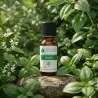 Huile Essentielle de Basilic - Ocimum basilicum