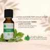 Huile Essentielle de Basilic - Ocimum basilicum