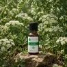 Huile Essentielle de Cumin