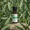 Huile Essentielle d'Eucalyptus Mentholé