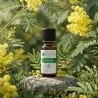 Oléssence de Mimosa