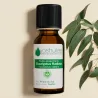 Huile Essentielle d'Eucalyptus Radiata