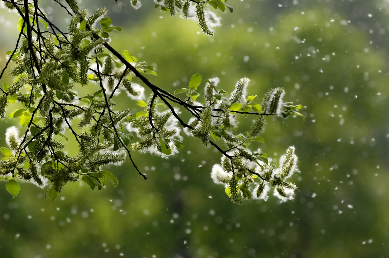 Calmer les allergies au pollen